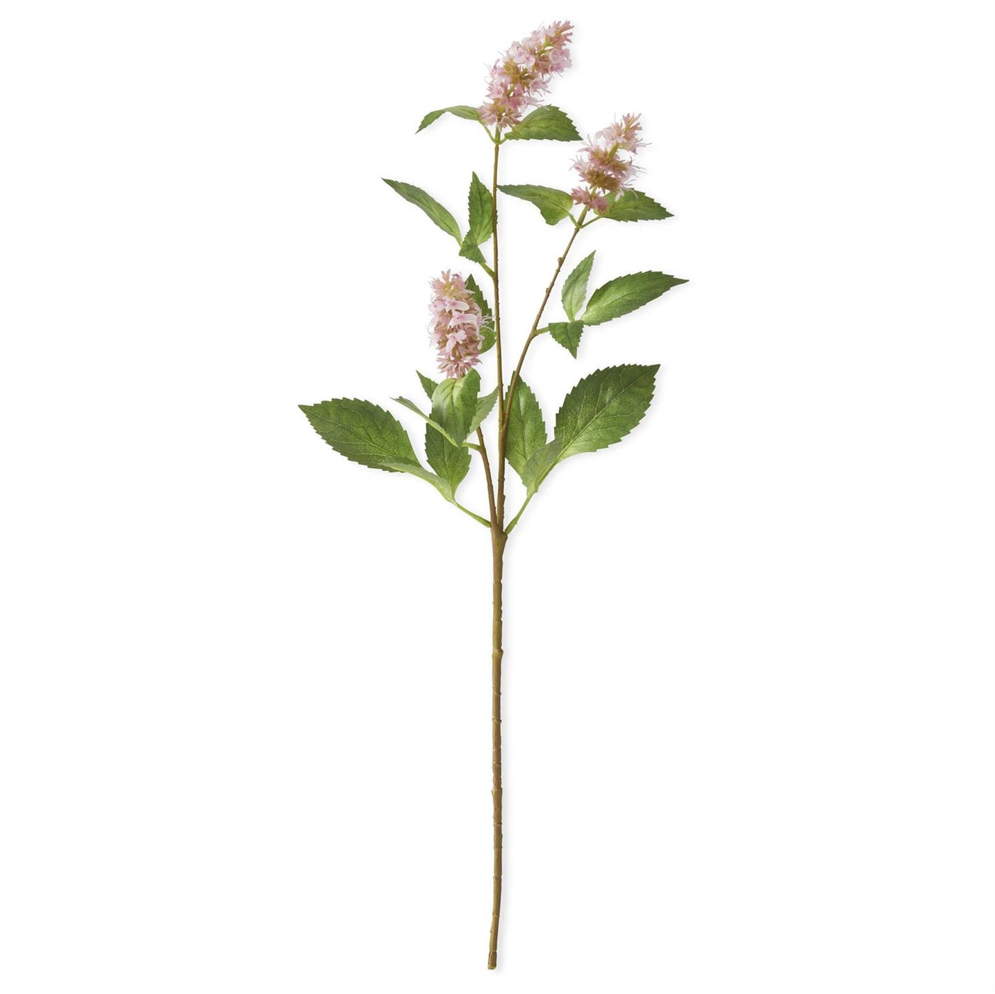 Flowering Patchouli Stem