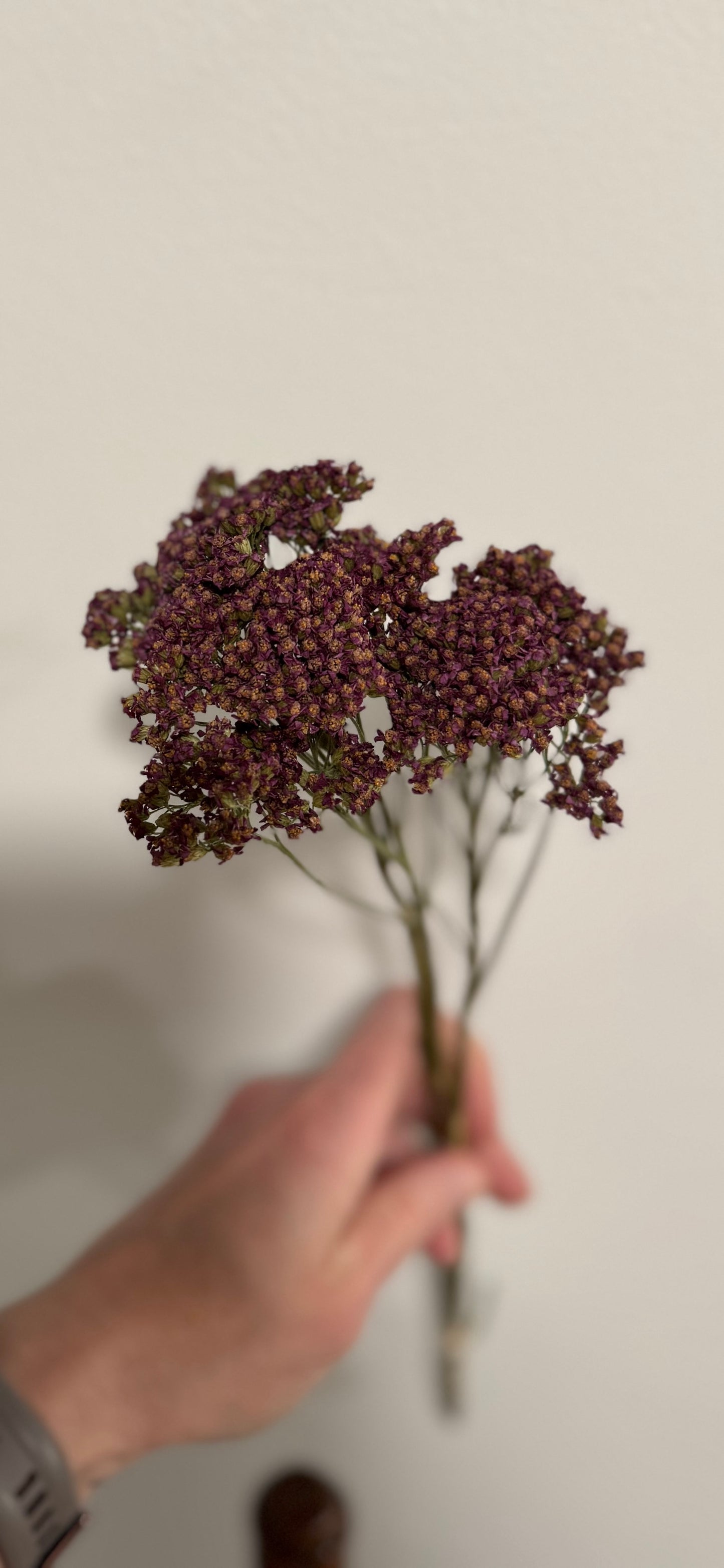 Dried Yarrow bunch