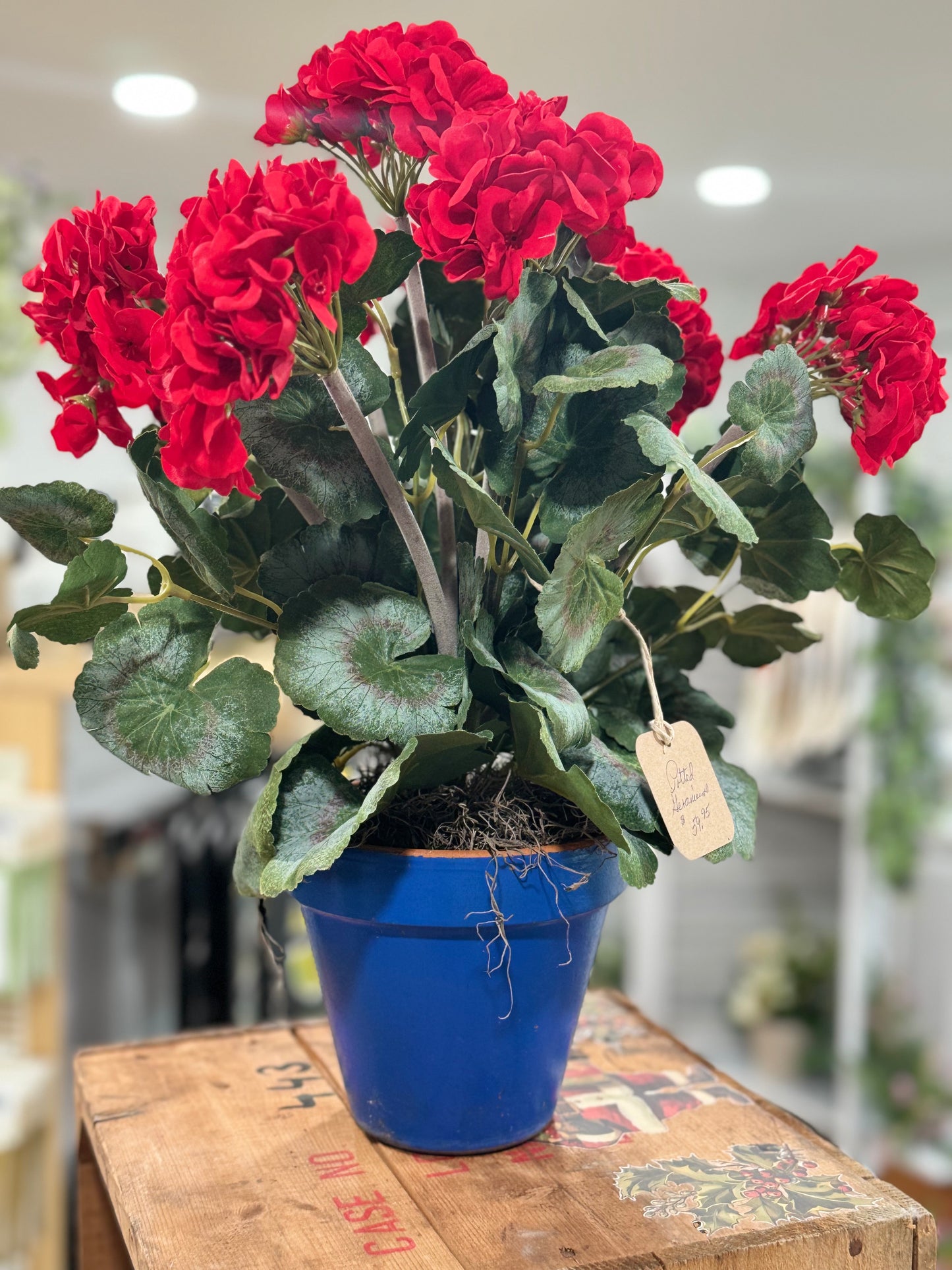 Pretty potted geranium