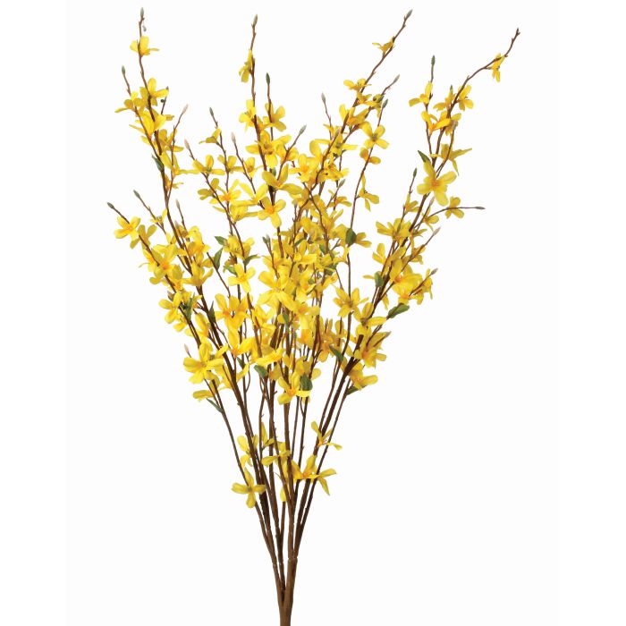 Forsythia Bush
