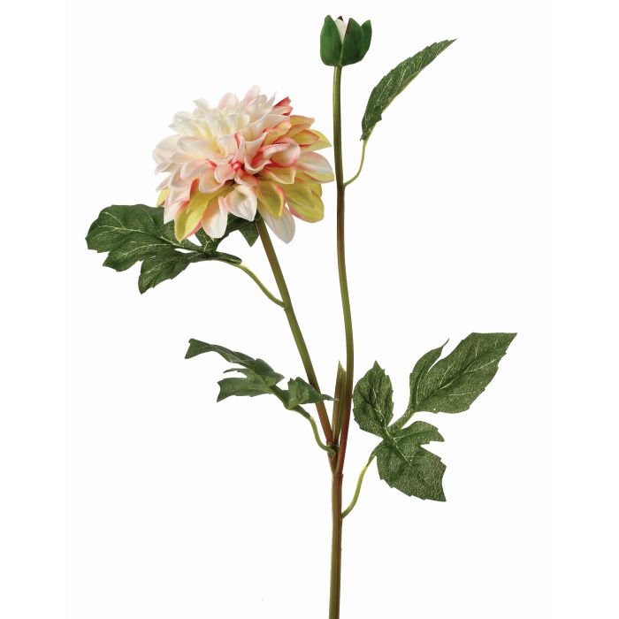 Garden Dahlia Stem