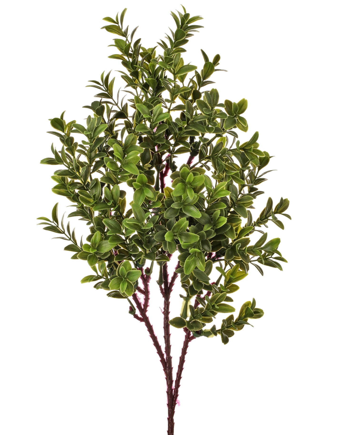 American Boxwood Spray (UV Treated)