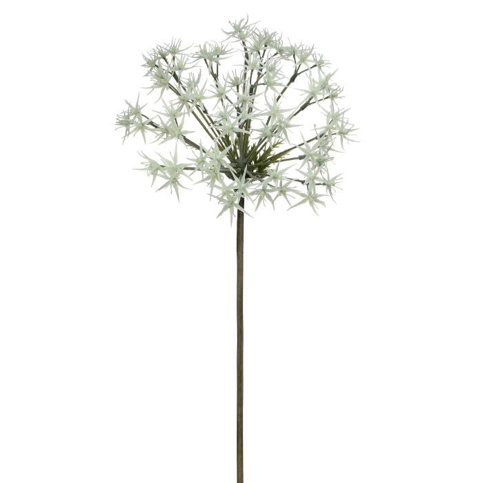 Wild Allium Stem