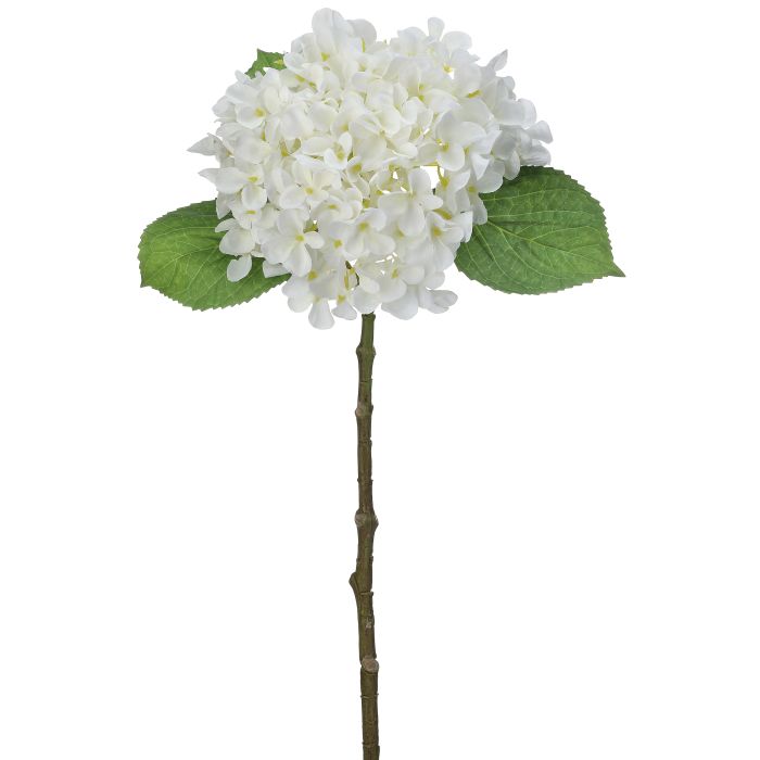 New England Hydrangea Stem