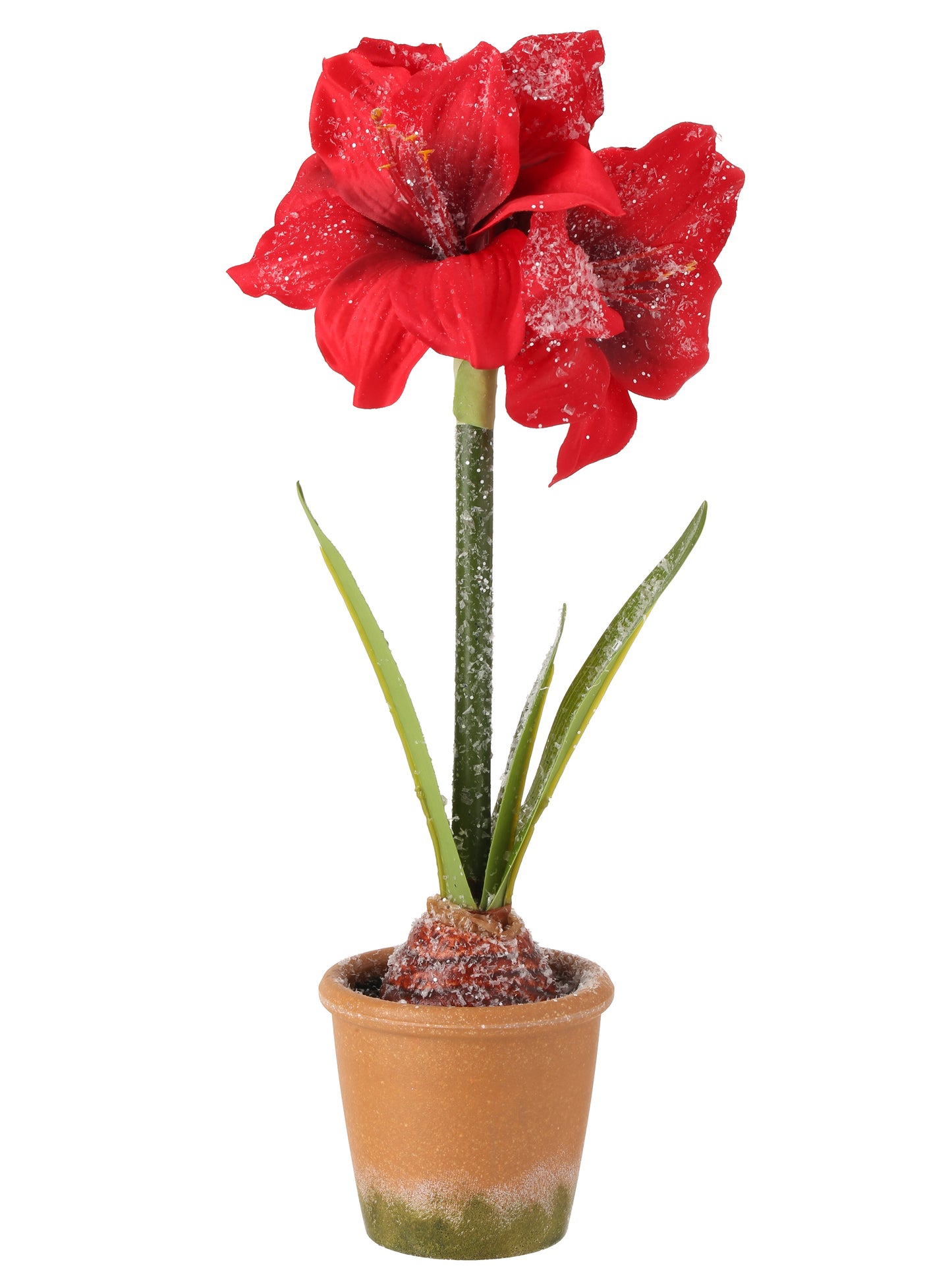 15" FROSTED POTTED MINI AMARYLIS