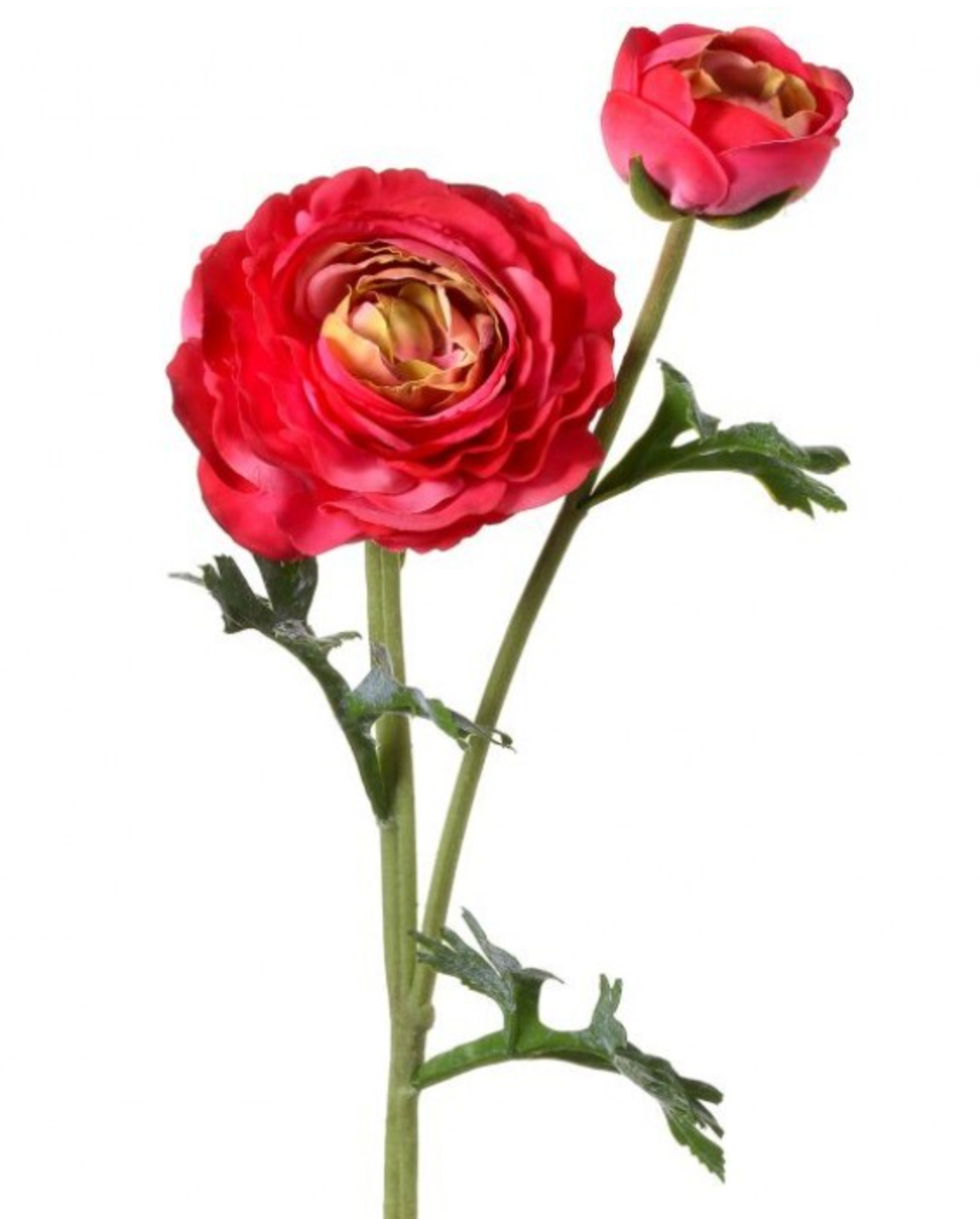 JUST CUT RANUNCULUS +BUD 23"