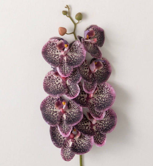 Phalaenopsis Orchid Stem