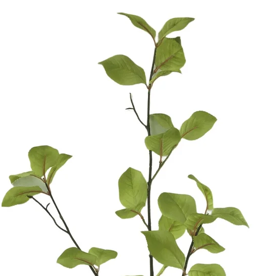 Leaf Branch