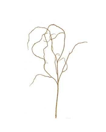 Curly Twig
