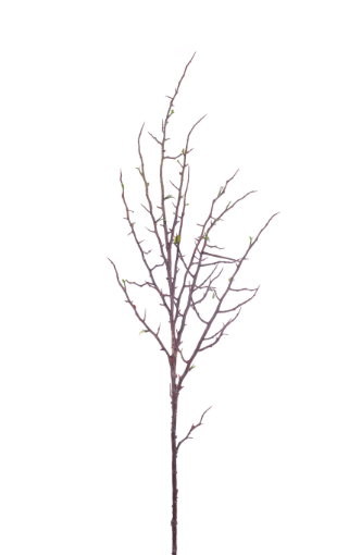 Budding Branch