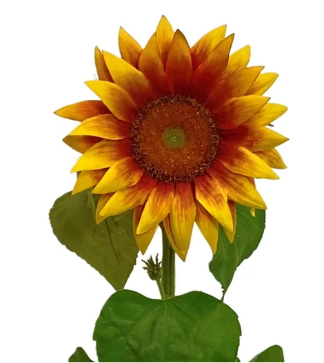 Sunflower Stem