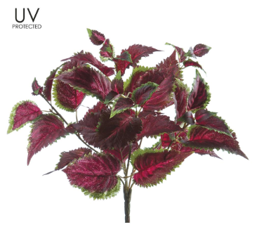 U.V. PROTECTED COLEUS BUSH