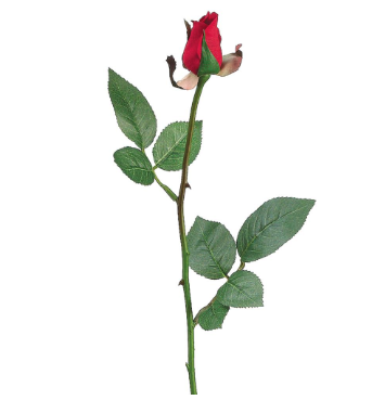 Red Rose Bud Stem