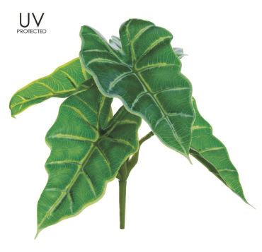 U.V. Caladium Bush