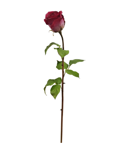 Duchess Rose Bud