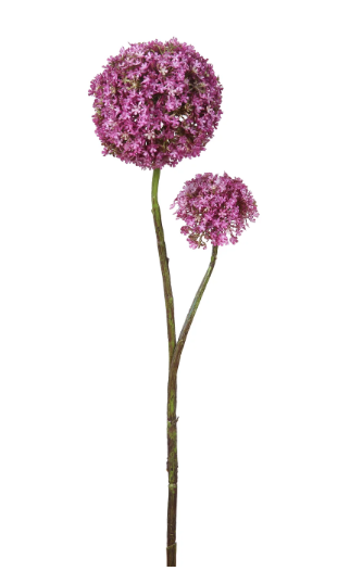 Purple Allium Spray
