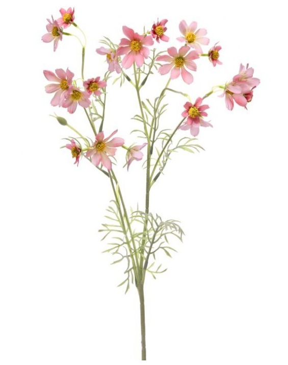 Meadow Cosmos Stem