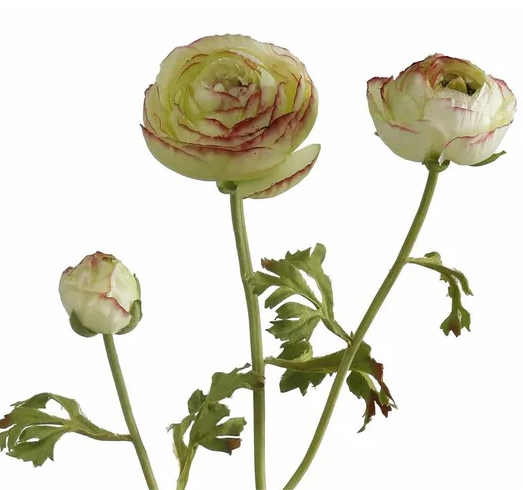 Ranunculus 29" stem