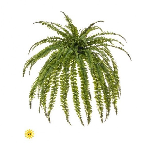 UV Safe Estate Boston Fern