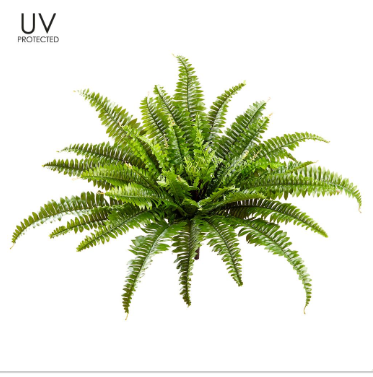 UV-Protected Boston Fern Bush