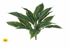 UV Garden Hosta Bush