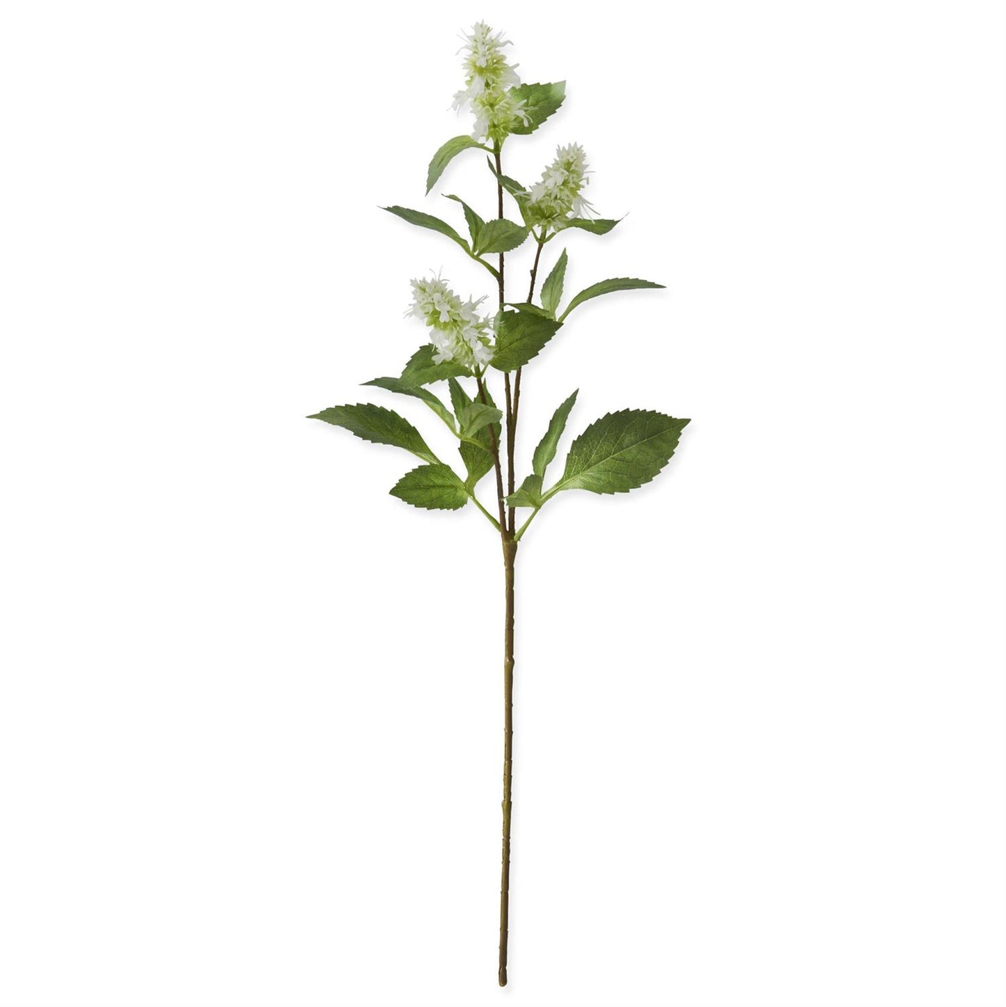 Flowering Patchouli Stem
