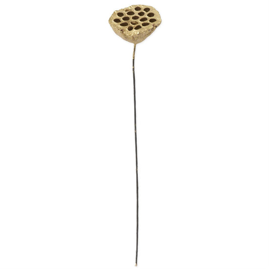 21 Inch Gold Lotus Seedpod