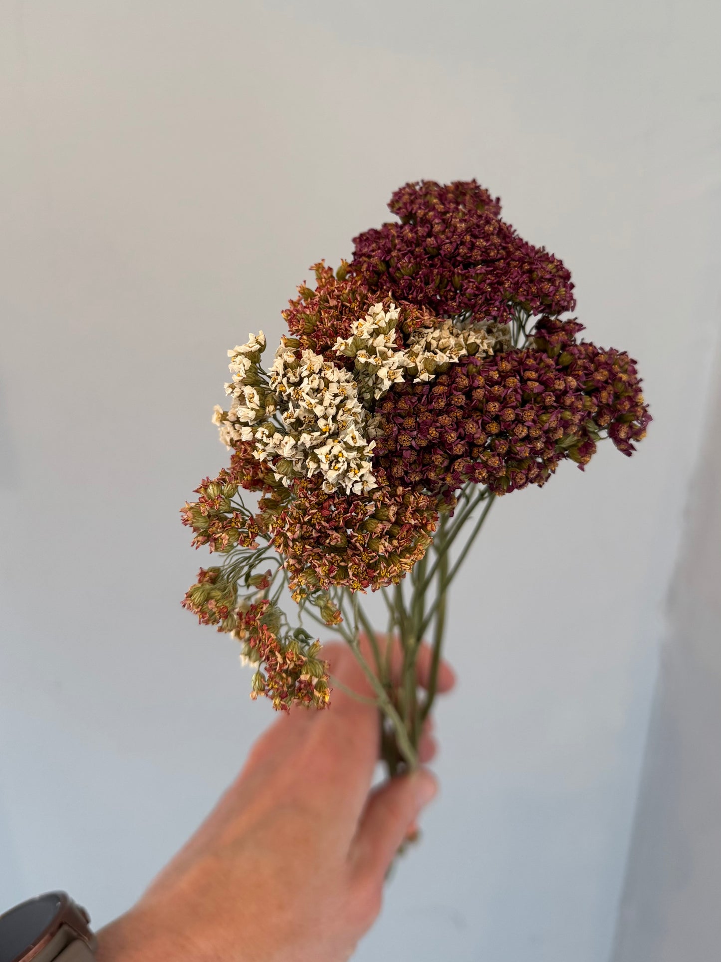 Dried Yarrow bunch