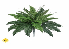 22" Estate UV Boston Fern