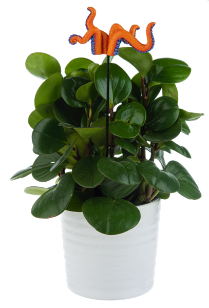 Killer Plants - Creature Plant Picks