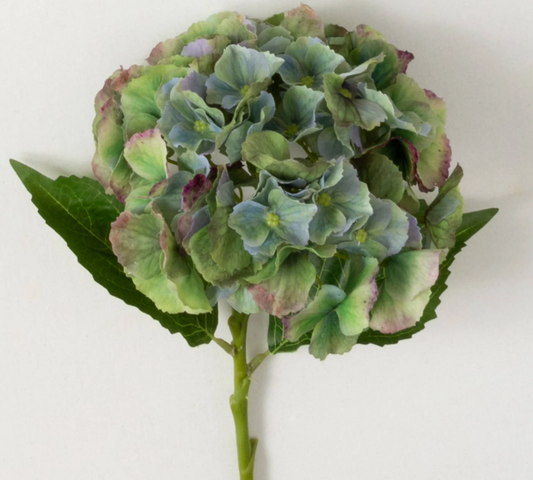 Green Hydrangea Stem