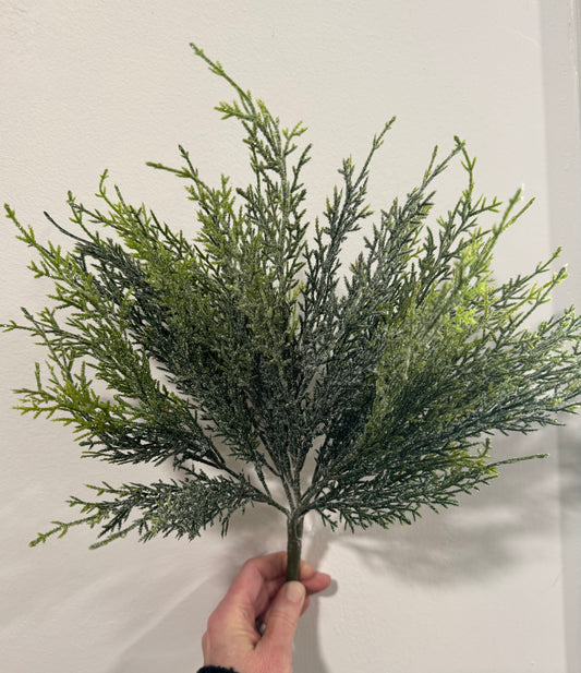 Frosted Cedar bush
