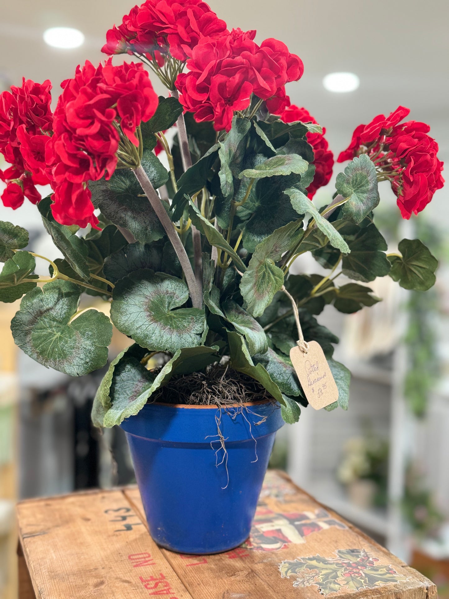 Pretty potted geranium