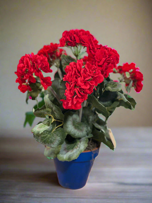 Pretty potted geranium