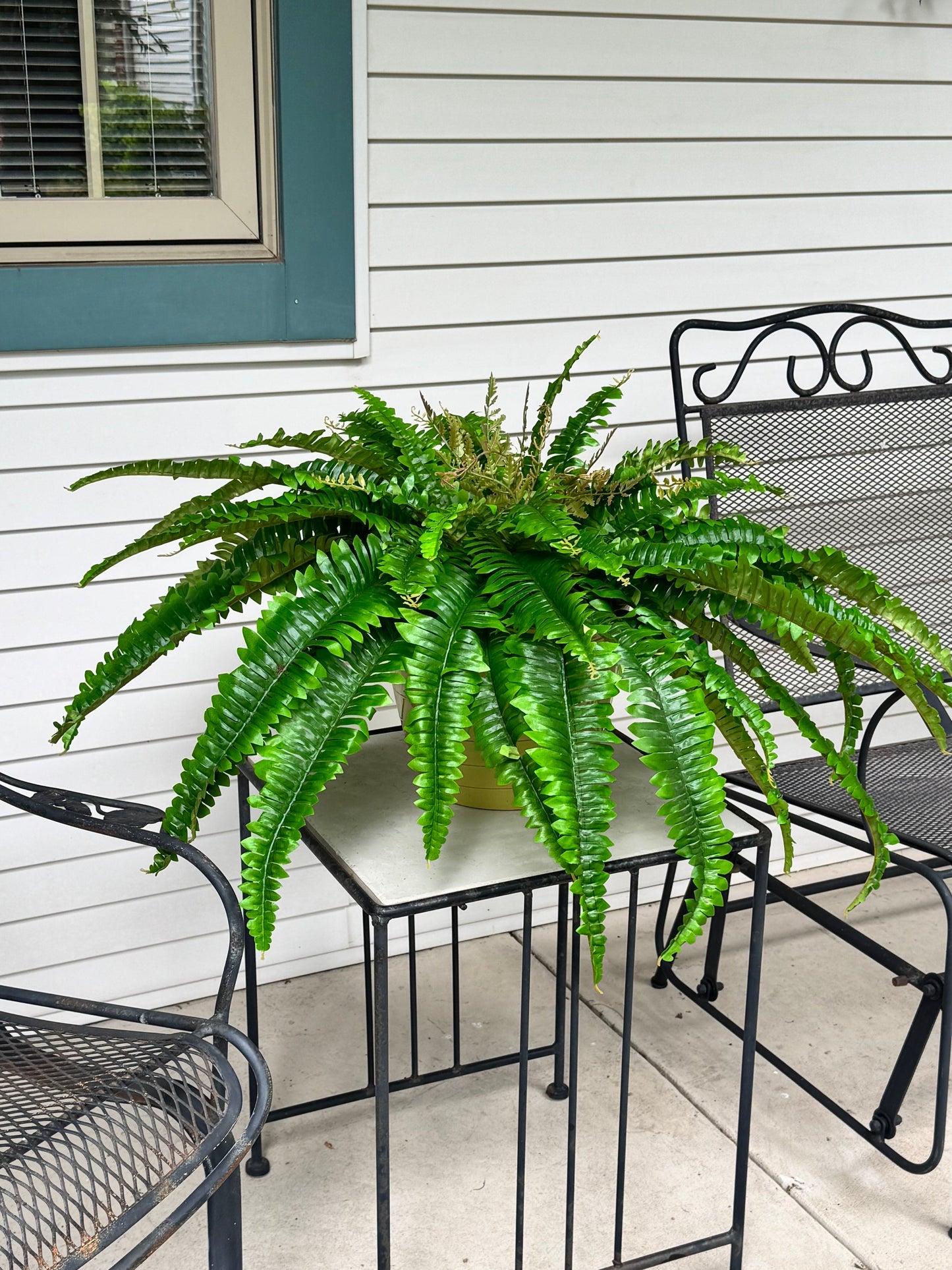 26” UV-Protected Boston Fern Bush