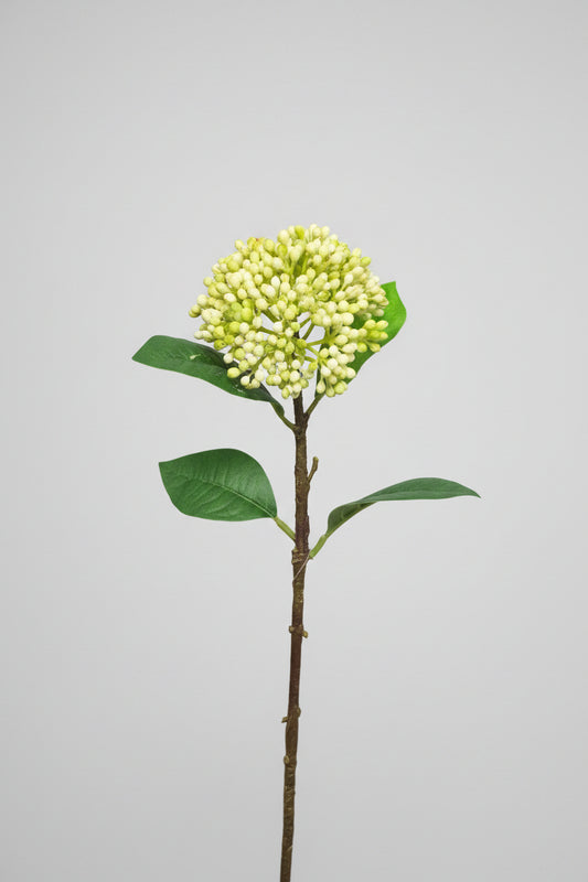 Sedum Pick