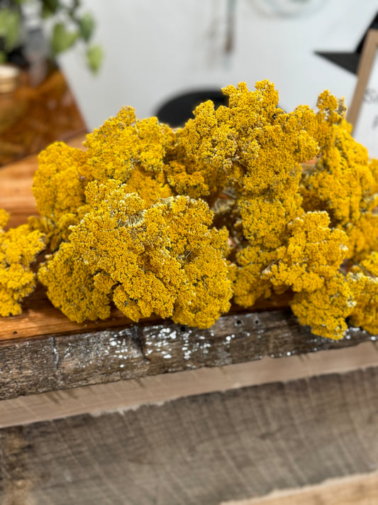 Dried Yarrow bunch