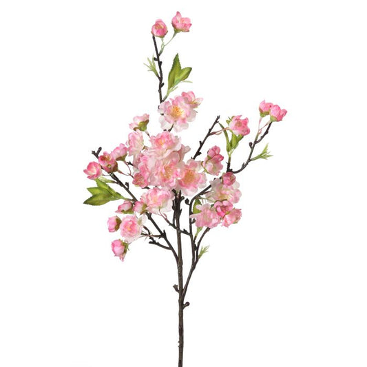 Cherry blossom Stem