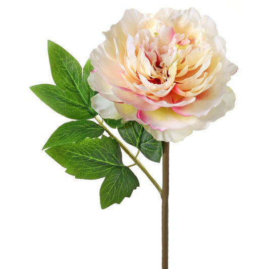 Cut Peony Stem