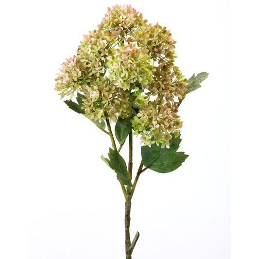 Snowball Hydrangea Branch