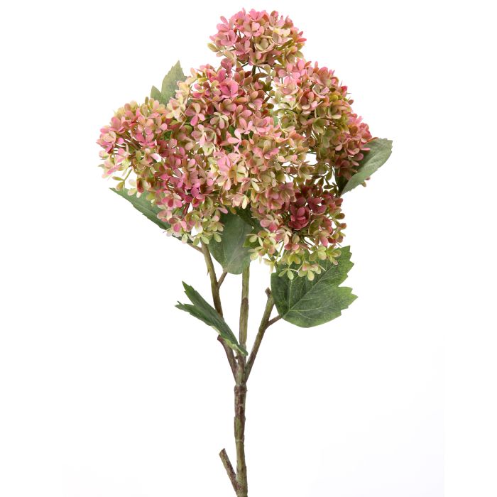Snowball Hydrangea Branch
