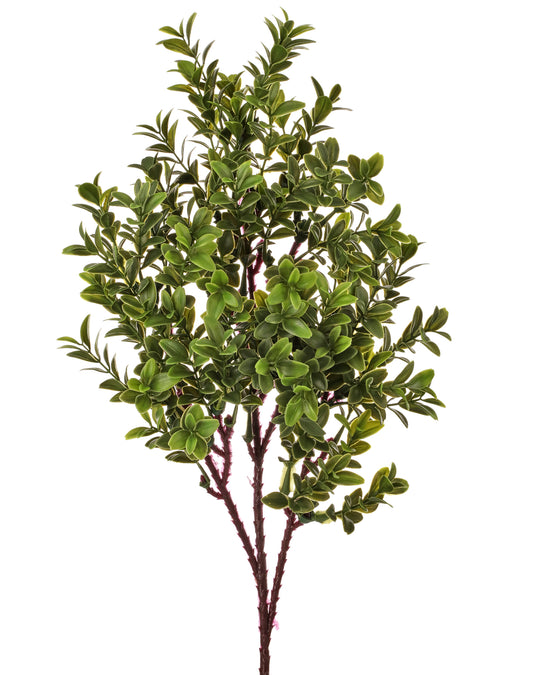 American Boxwood Spray (UV Treated)