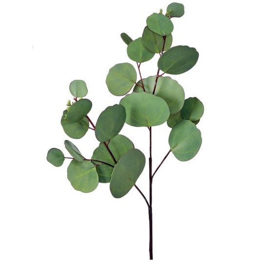 NATURAL TOUCH SILVER DOLLAR EUCALYPTUS PICK 19"