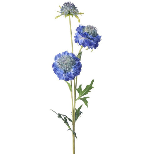 Just Cut Triple Scabiosa