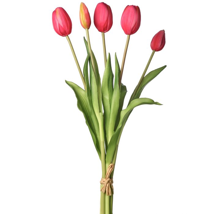Soft Touch Tulip Bundle