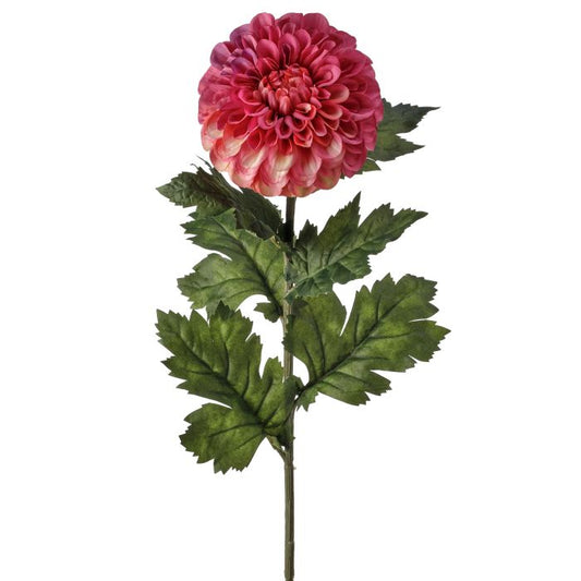 Garden Dahlia Stem