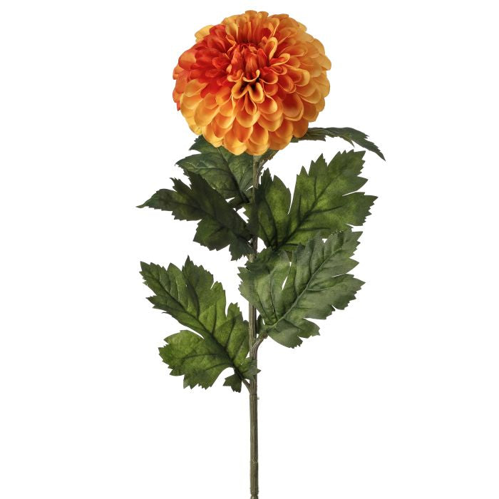 Garden Dahlia Stem