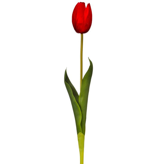 Just Cut Holland Tulip
