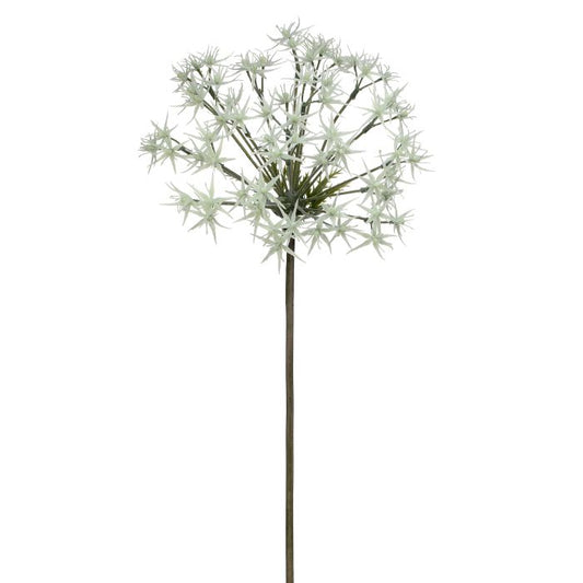 Wild Allium Stem