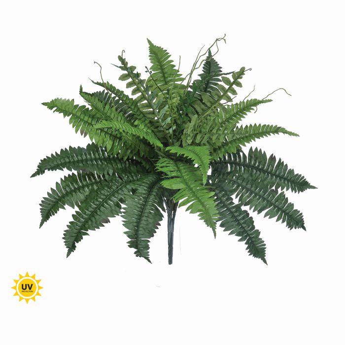 UV Safe Estate Boston Fern